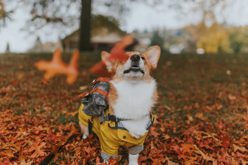 14 Fall Activities You Can Do with Your Pet