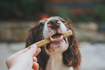 5 Easy Pumpkin Treat Recipes for Dogs